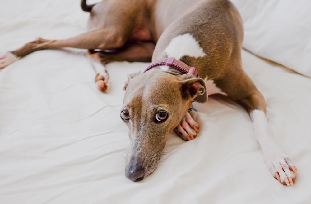 Greyhound lying on bed