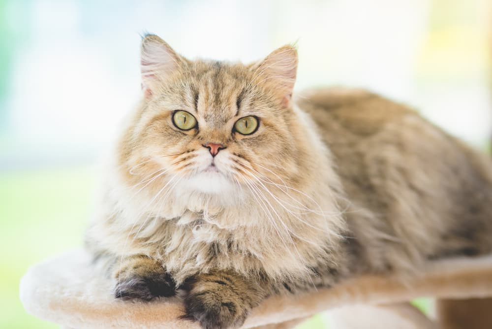 Persian cat looking at camera