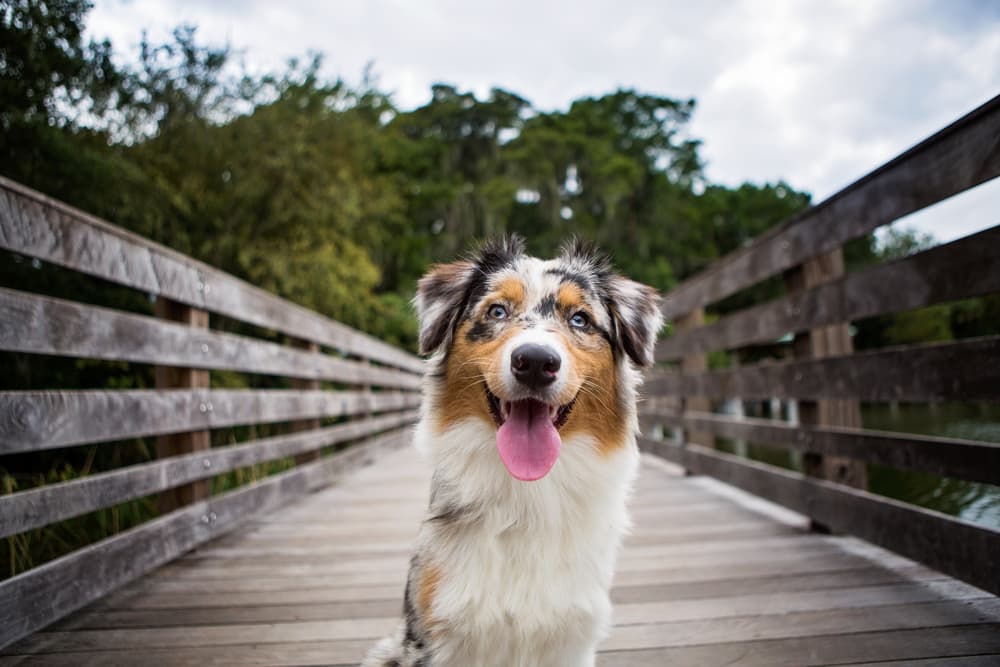 Australian Shepherd on bridge