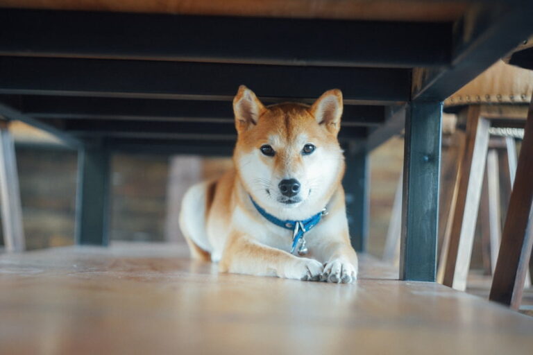 Japanese Shiba Inu dog