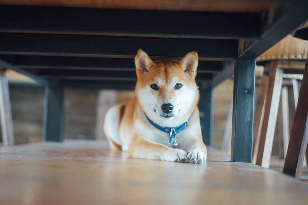 46 Japanese Dog Names for Kawaii Pups