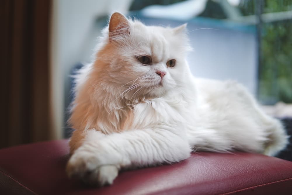 Persian cat lying down with paws crossed