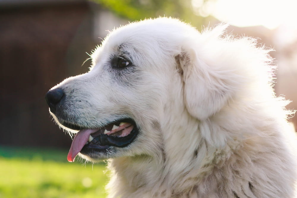 Close up of Great Pyrenees