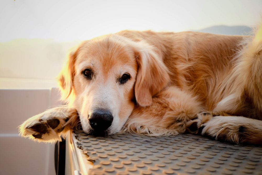 5 Common Hip Problems in Dogs