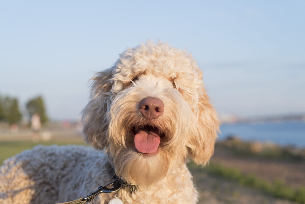 Smiling Labradoodle dog