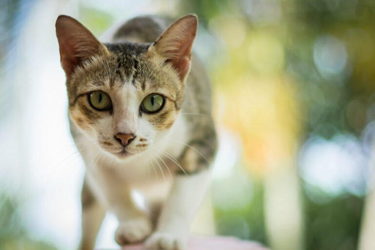 Outdoor cat