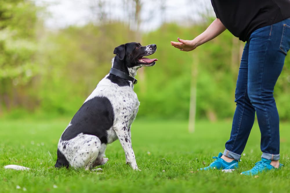Woman practicing dog training