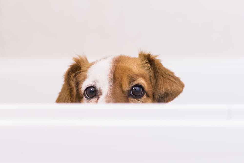 Pup in bathtub