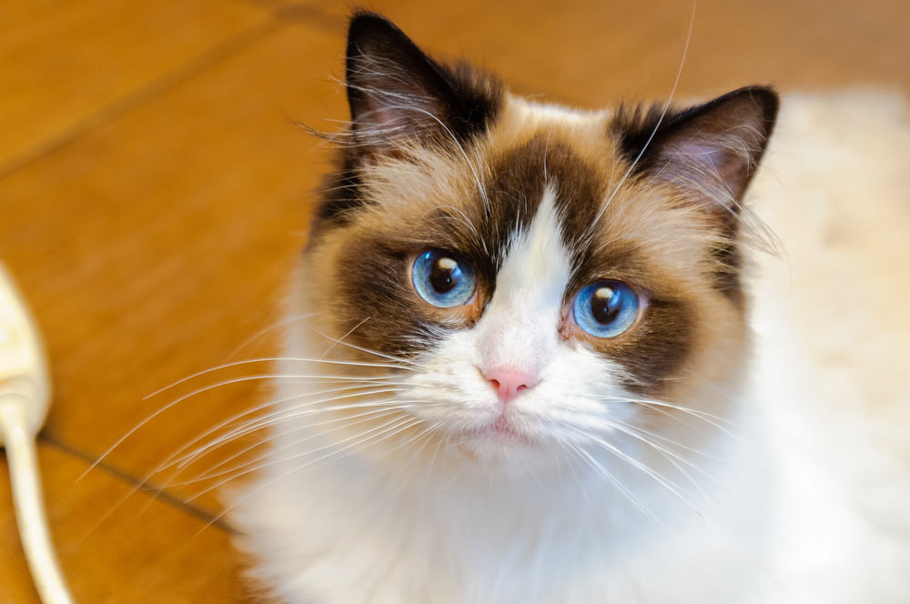 Ragdoll cat with big eyes