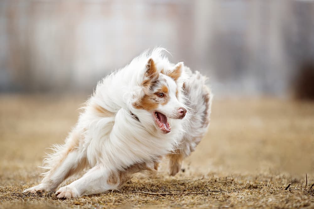 Active Australian Shepherd running
