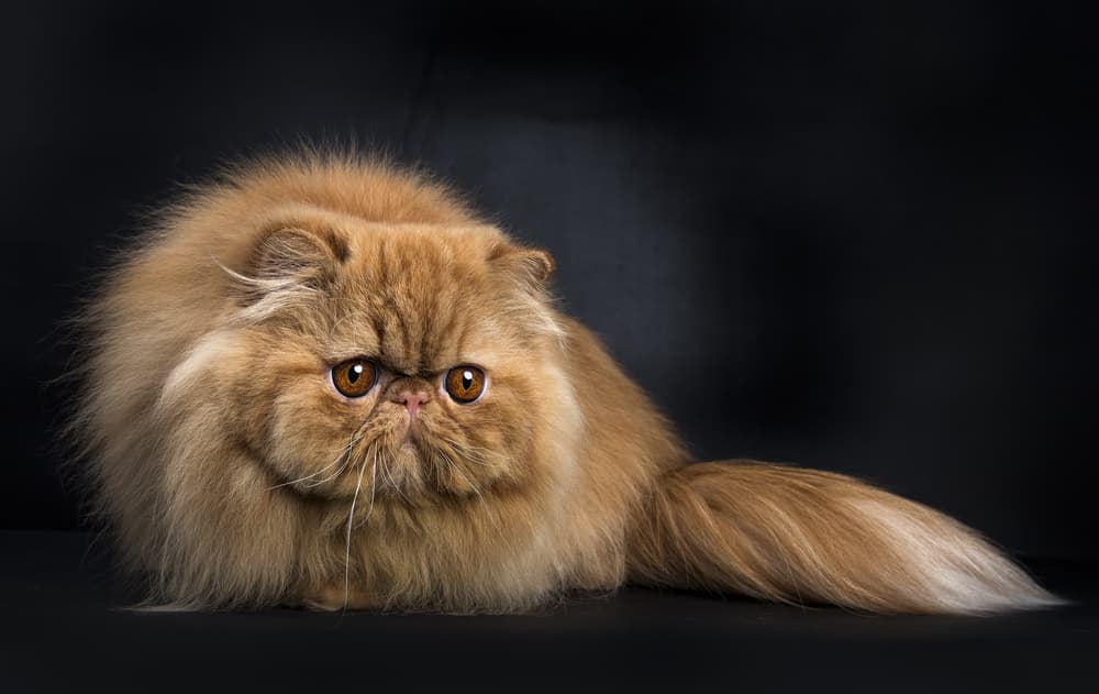 Tan Persian cat on black background