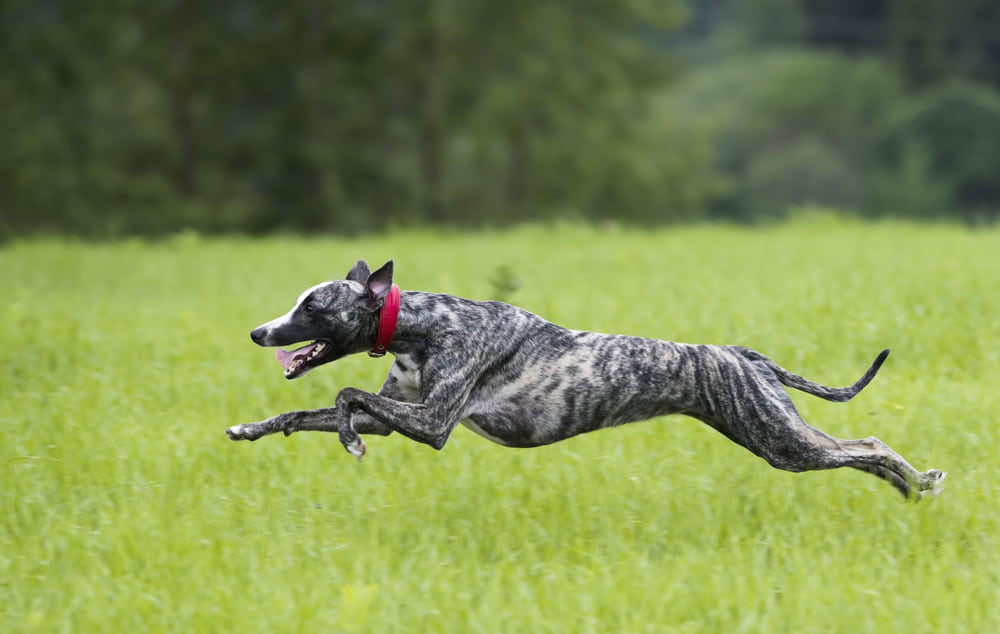 Greyhound running in field