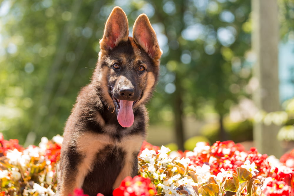 German Shepherd with tongue hanging out