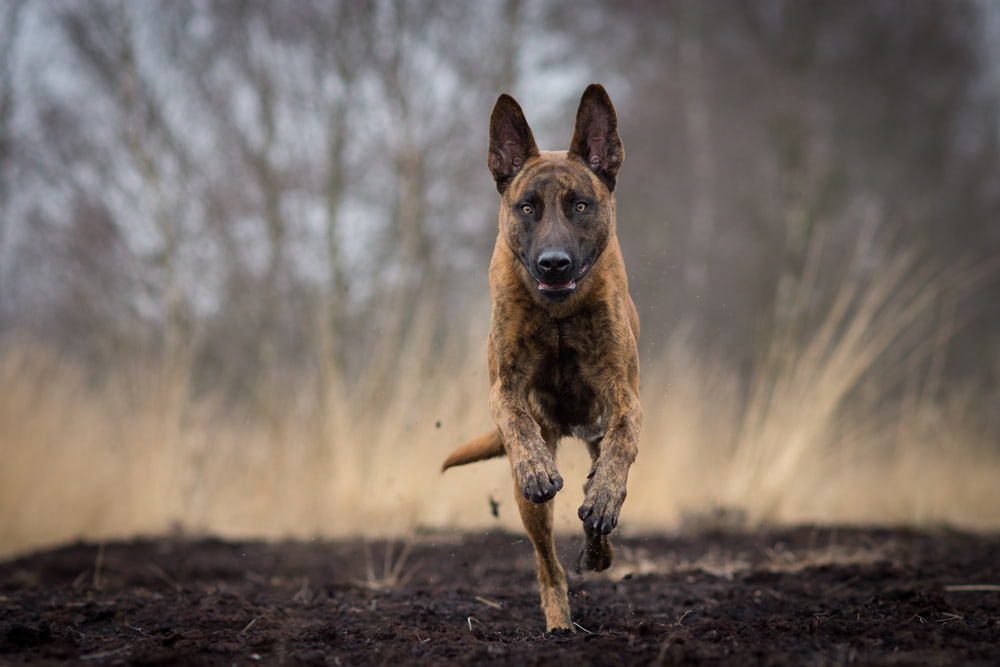 Dutch Shepherd running