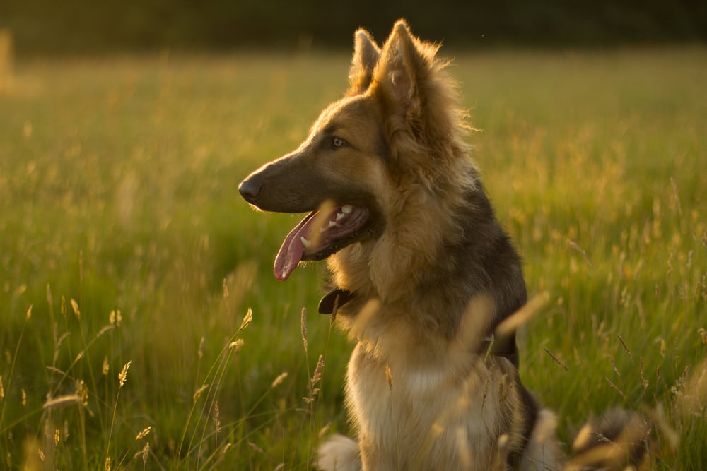 German Shepherd at sunset