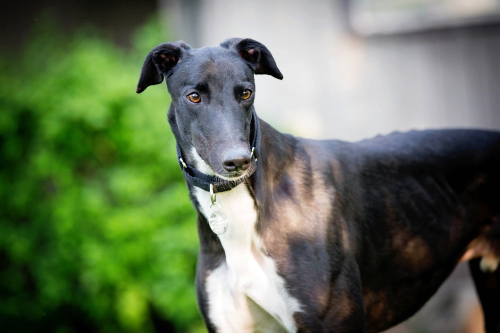 Black and white greyhound