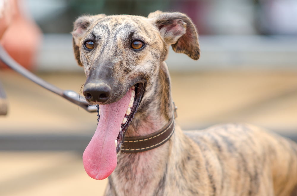 Smiling Greyhound with tongue out