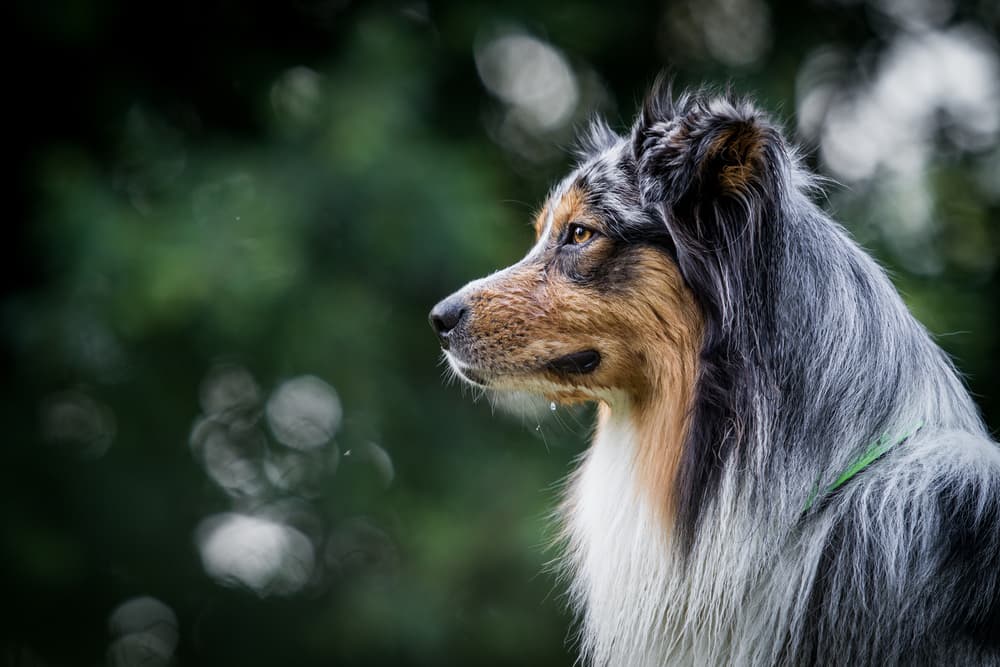 Side profile of Australian Shepherd