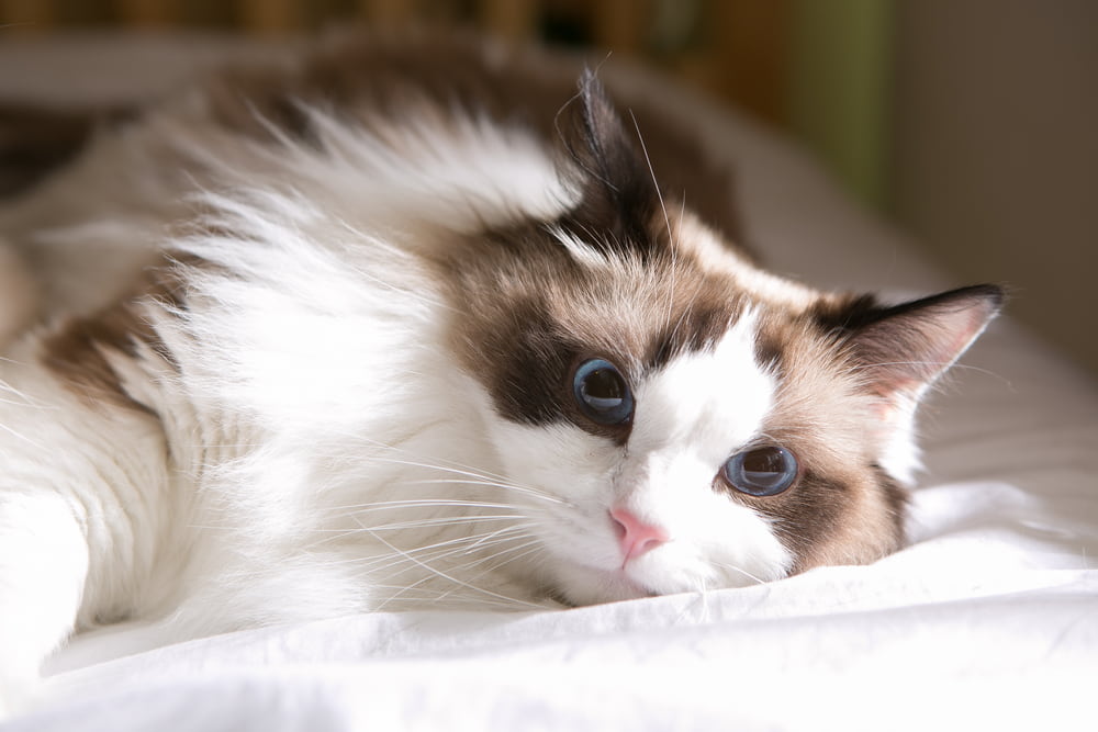 Sick Ragdoll cat