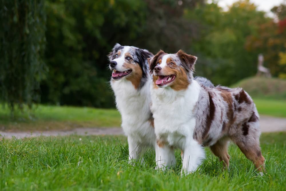 Two Australian Shepherds