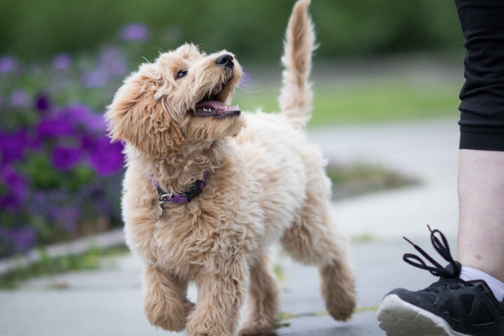Labradoodle puppy smiling