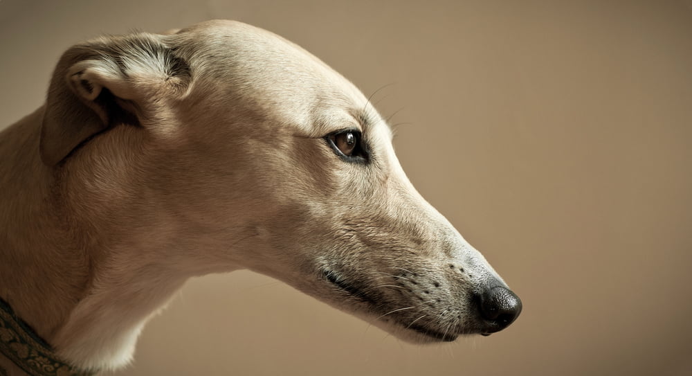 Greyhound face closeup
