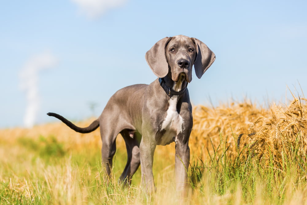 Adorable Great Dane puppy win field