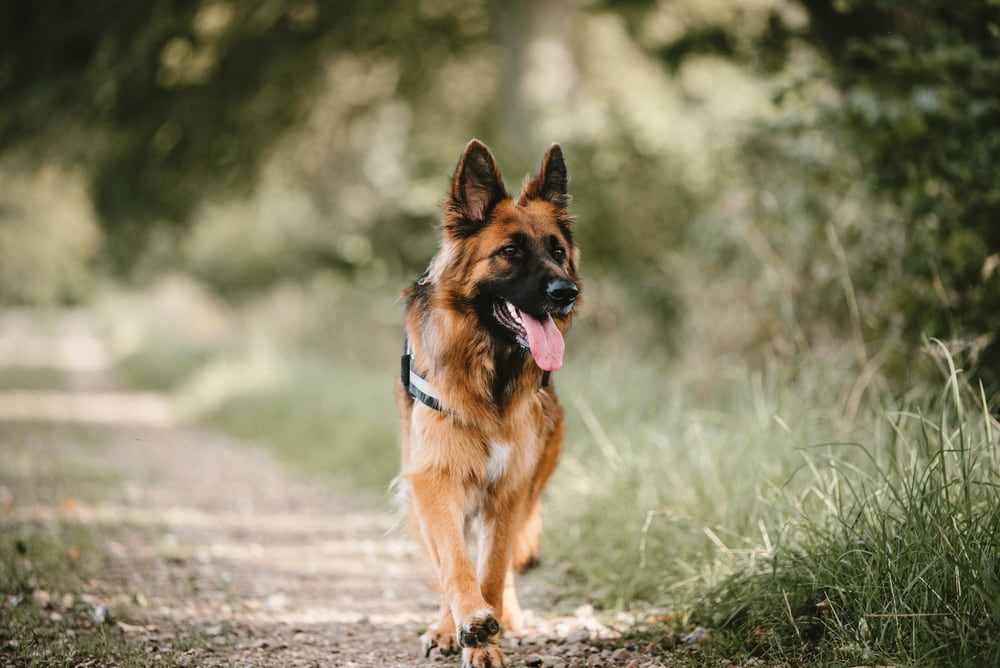 German Shepherd on a path