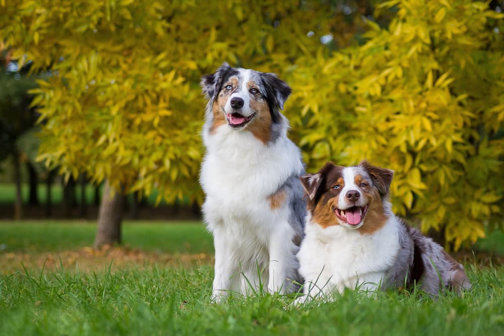 Pair of Australian Shepherd dogs