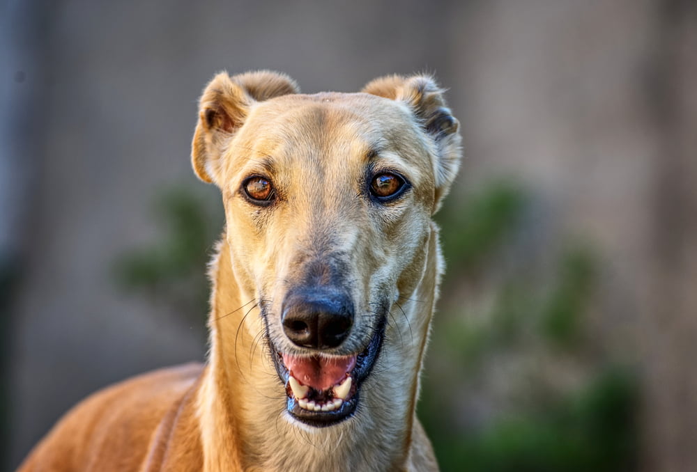 Smiling Greyhound