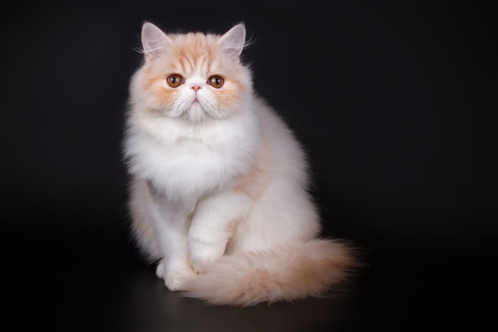 Studio portrait of Persian cat
