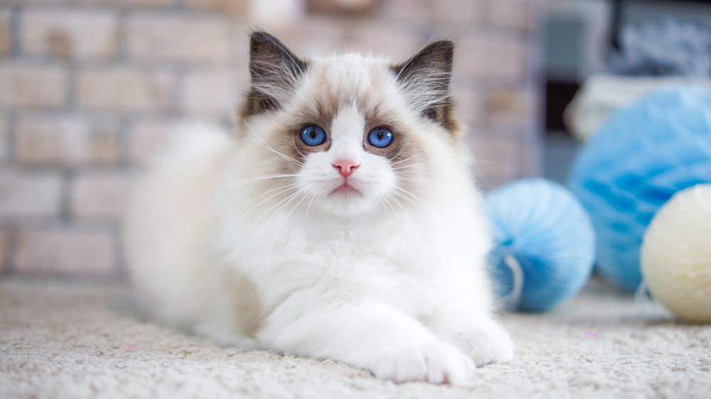 Blue eyed Ragdoll cat