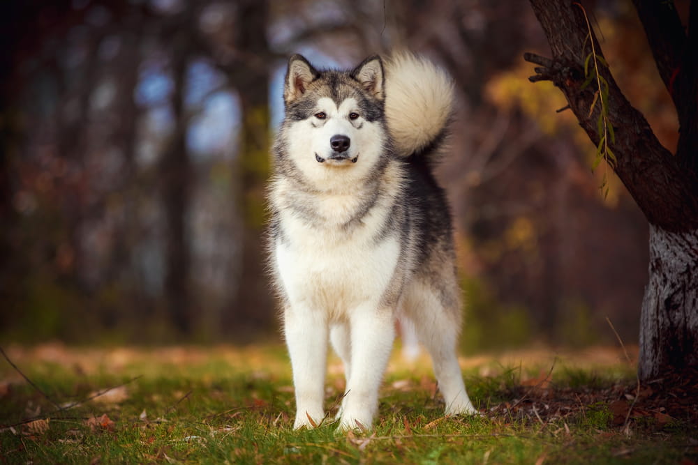 Alaskan Malamute in woods