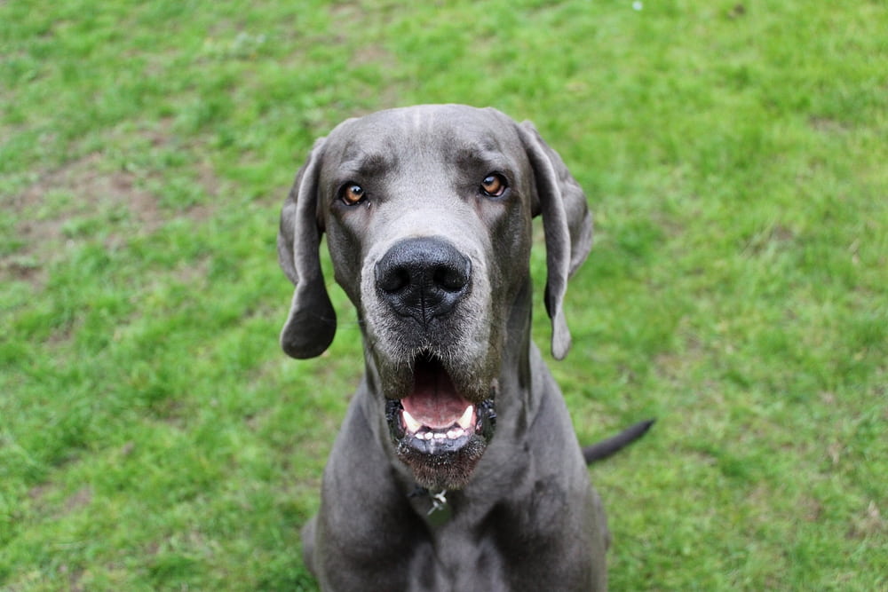 Great Dane with mouth open