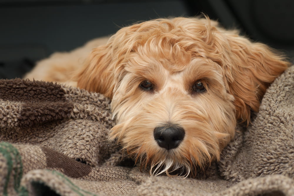 Sick Labradoodle restiing