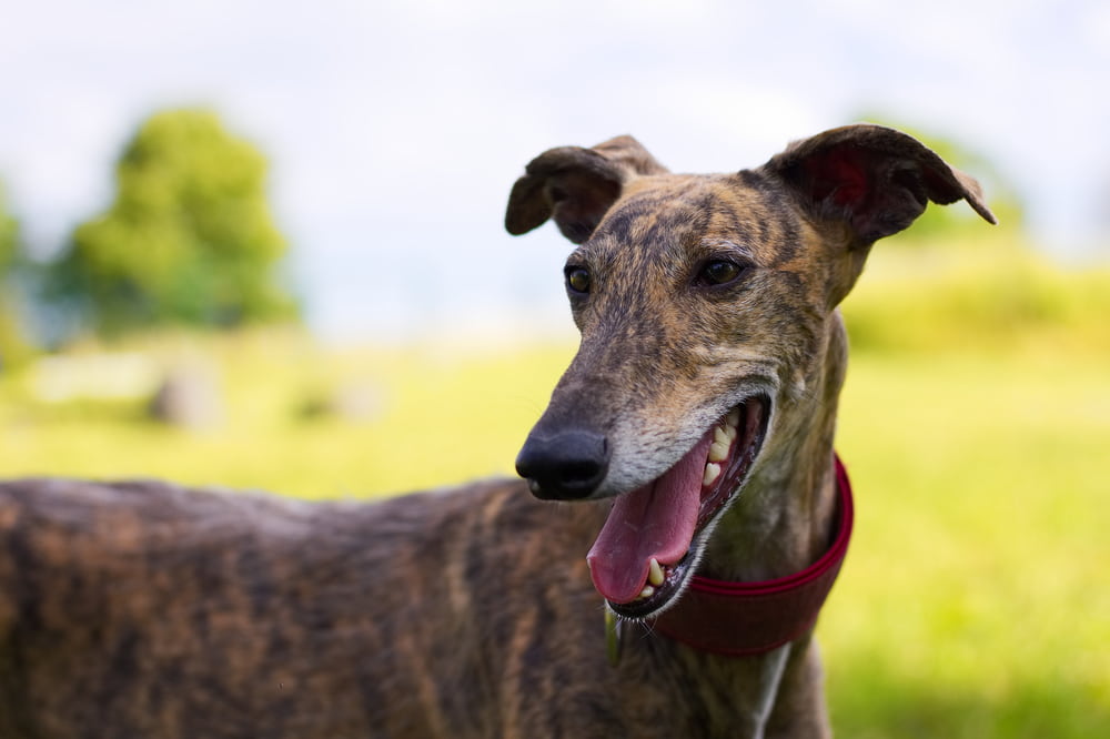 Smiling brindle Greyhound