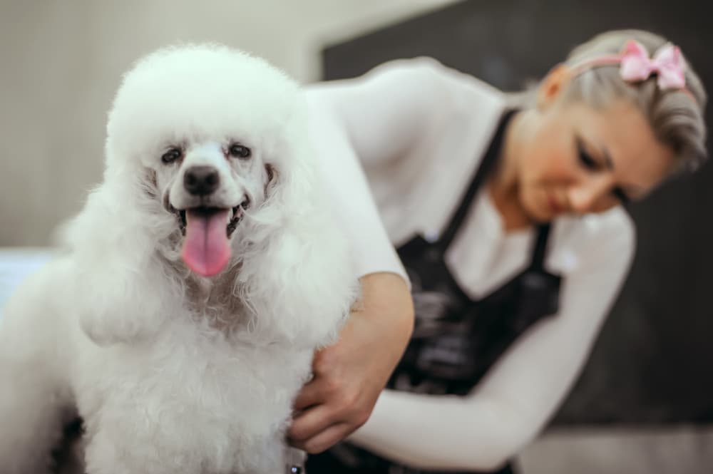 Professional dog groomer with Poodle