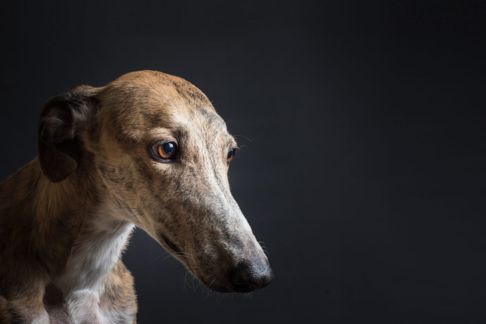 Portrait of a Greyhound