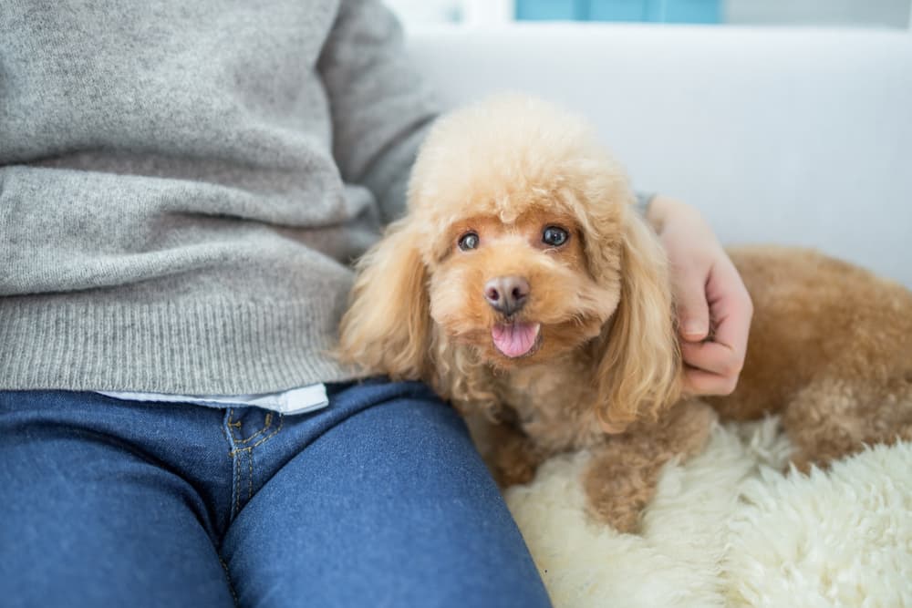 Senior dog on sofa