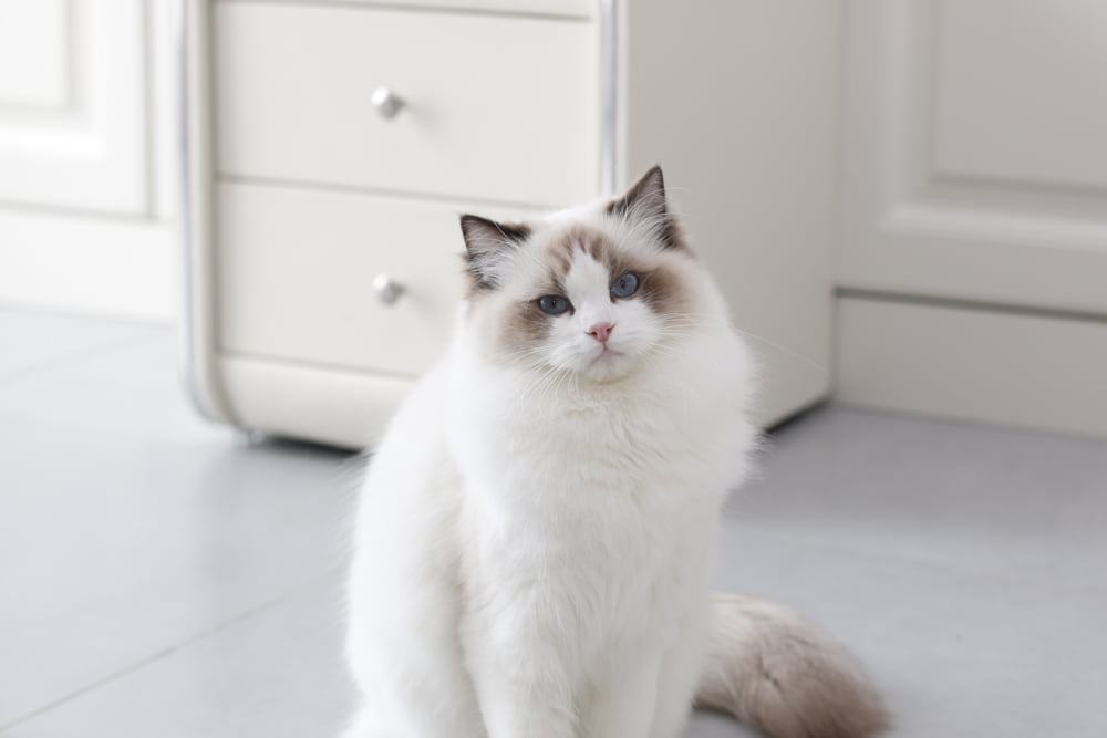 Ragdoll cat at home