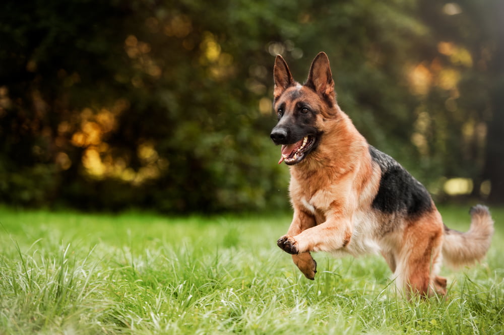 Adult German Shepherd outdoors