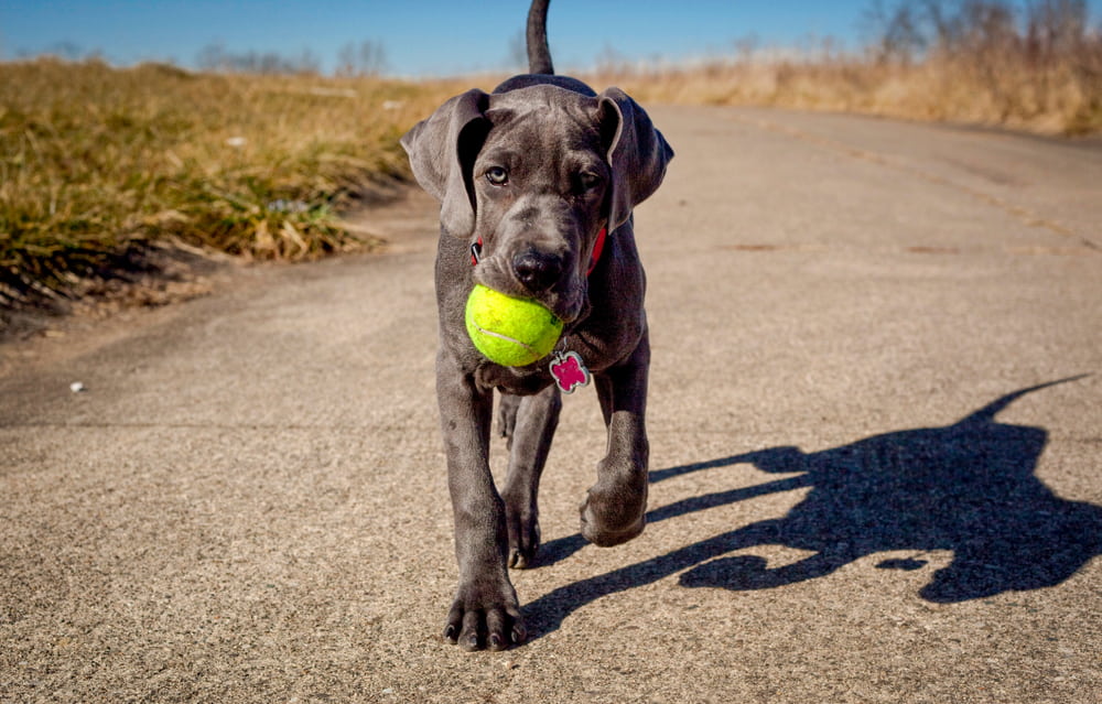 Great Dane puppy with ball