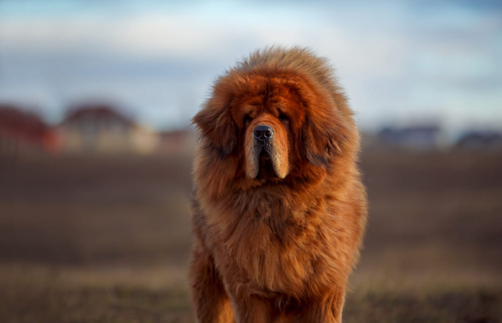 Large Tibetan Mastiff outdoors
