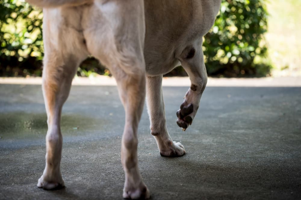 Dog limping on front leg