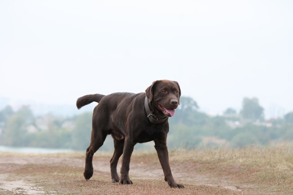 Why Is My Dog Limping?