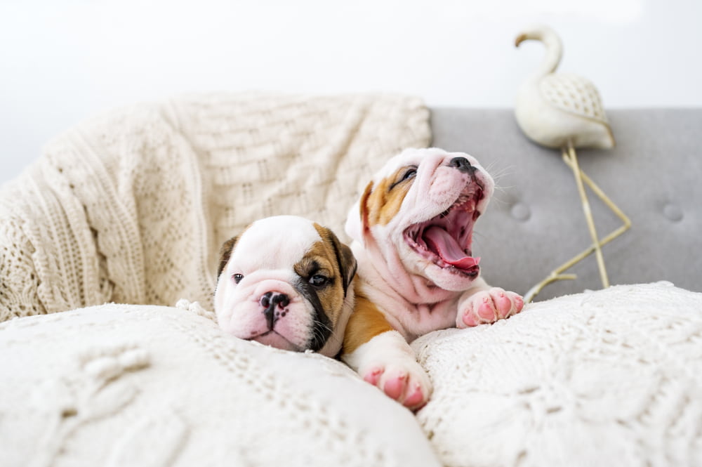 Bulldog puppies on sofa
