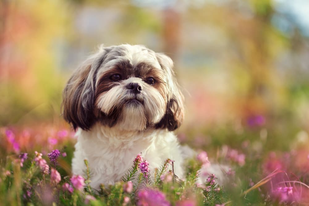 Shih Tzu in flower field