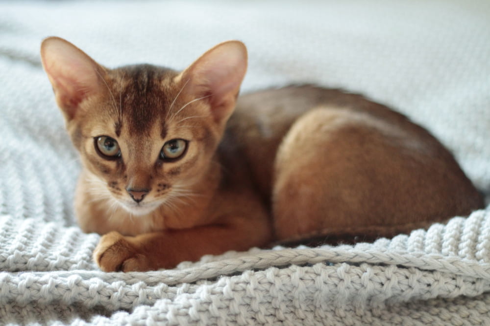 Abyssinian cat on blanket