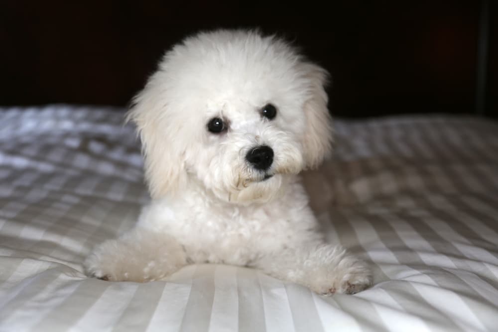 Bichon Frise on bed