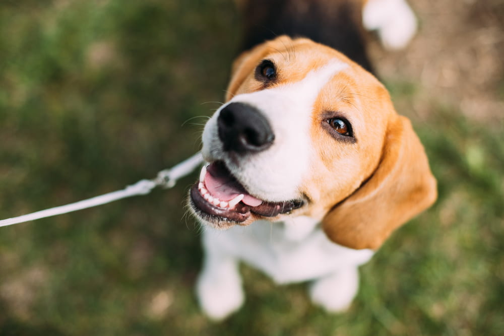Smiling Beagle on walk